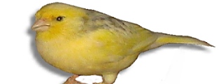 Kanarienvogel