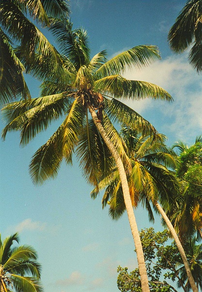 Palmen auf Cayo Levantado 1993