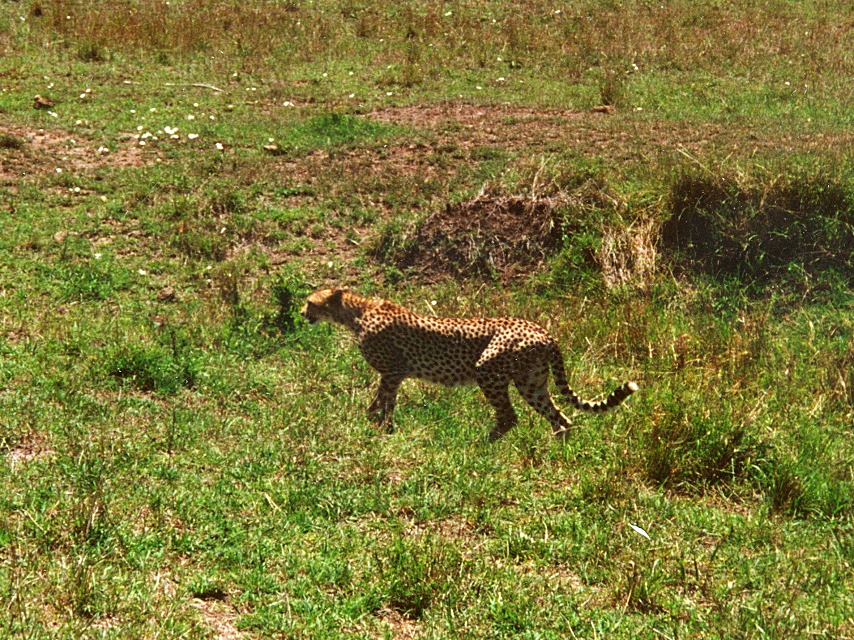 Masai Mara