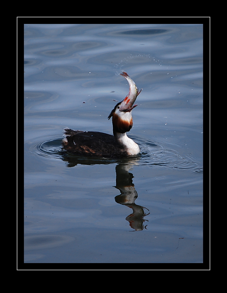 Haubentaucher, Podiceps cristatus