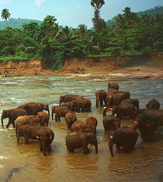 Elephant orphanage, Sri Lanka