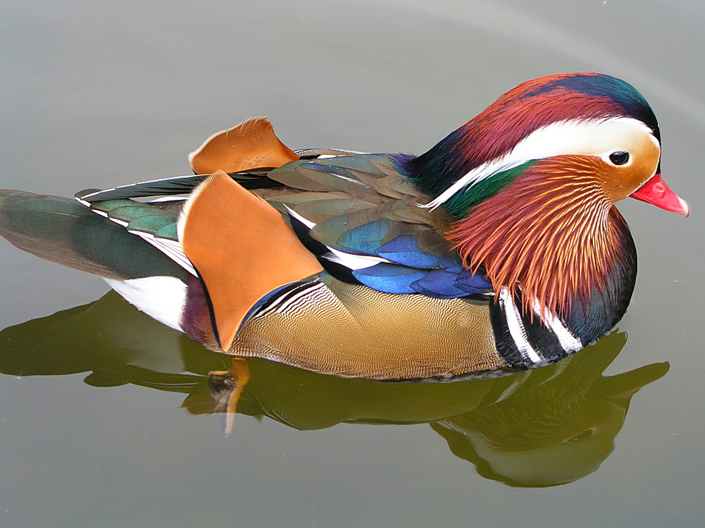 Mandarinente
