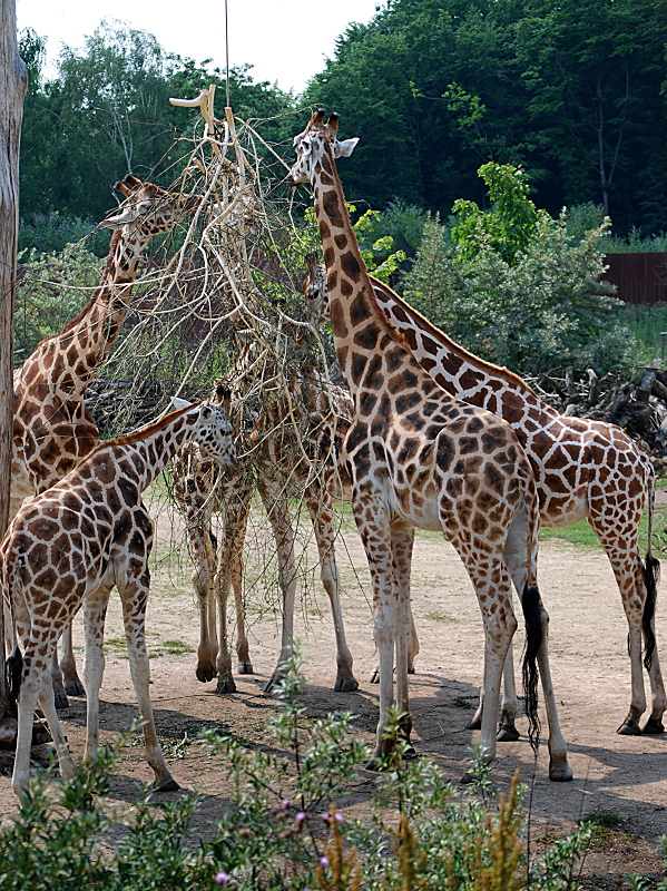 Giraffen bei der Nahrungsaufnahme