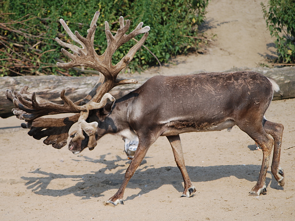 Zwergotter im Zoo