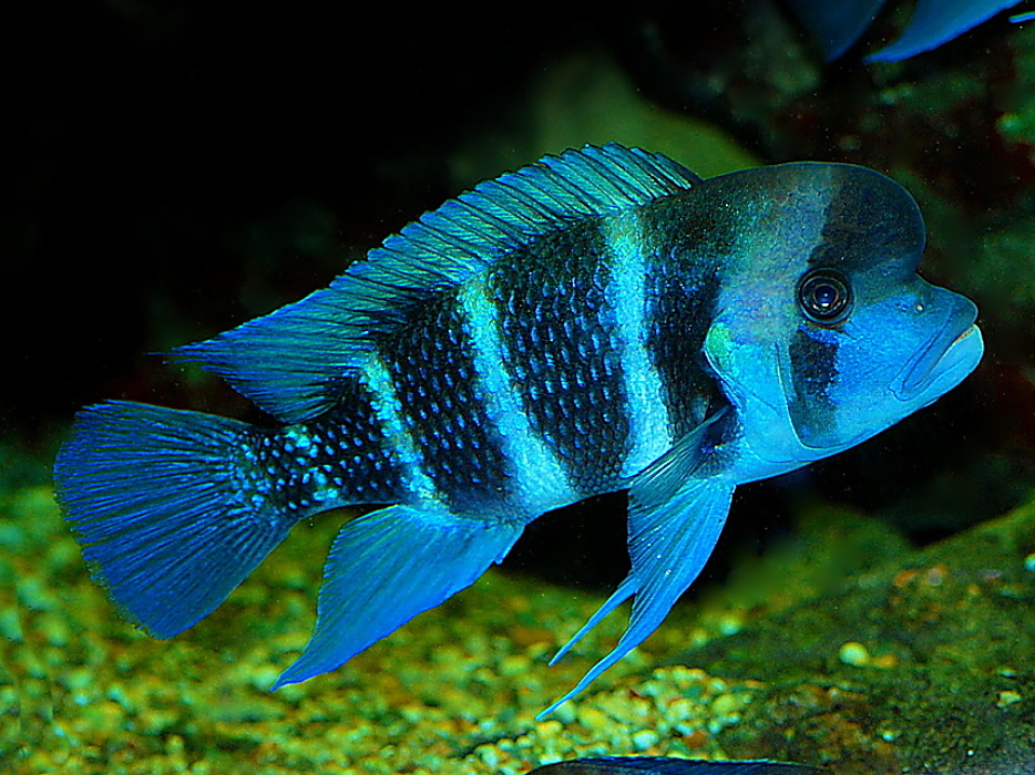 Fisch Tanganjika-Beulenkopf