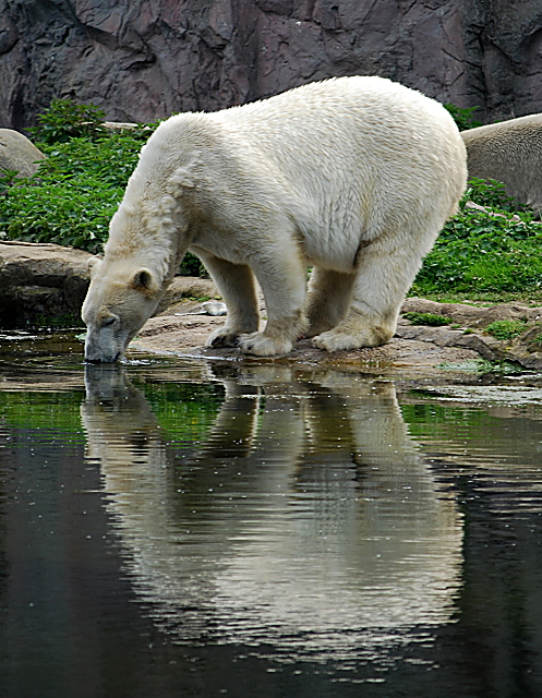 Polarbär, Eisbär