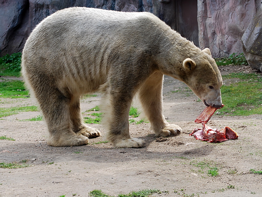 Eisbär bei der Nahrungsaufnahme