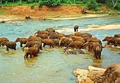 Sri Lanka, Elefanten-Waisenhaus