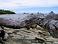 Verwitterter Baum am Strand von Yanuya Island