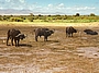 Kenia, Kaffernbüffel, Amboseli