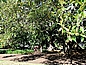 Auckland Albert-Park: Gummibaum, Ficus elastica