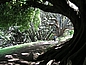 Ombu Tree, Allee mit gewaltigen Ombu-Bäumen