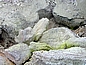 Rotorua: Schwefelablagerungen an heißen Steinen