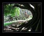 Ombu-B�ume in Neuseeland