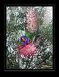 Laurikeet, Australien