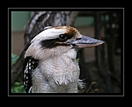Kookaburra, Dacelo novaeguineae