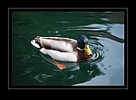 Stockente
