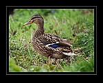 Stockente