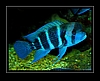 Fisch: Tanganjika-Beulenkopf - Cyphotilapia frontosa - Humphead cichlid