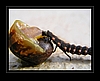 Schnecke vs. Raupe