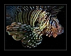 Rotfeuerfisch