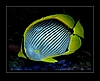 Schwarzr�cken Falterfisch