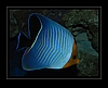 Rotkopf Falterfisch