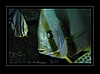 Rundkopf-Fledermausfische - Platax orbicularis -  Orbicular batfish