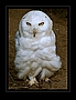 Schnee-Eule (Bubo scandiacus, Nyctea scandiaca)