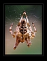 Kreuzspinne - Araneus diadematus