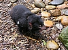 Tasmanian Devil - Tasmanischer Teufel