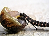 Raupe vs. Schnecke