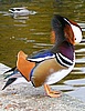 Mandarin Ente