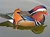 Prachtvolle Mandarin-Ente im Rundbassin von Schloss Schönbrunn
