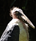 Marabu-Foto