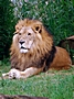 Der Löwe - imposanter König der Tiere -