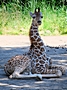 Giraffen im Zoo