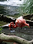Pelikan-Foto