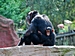 Schimpansen - aktiver Mutterschutz
