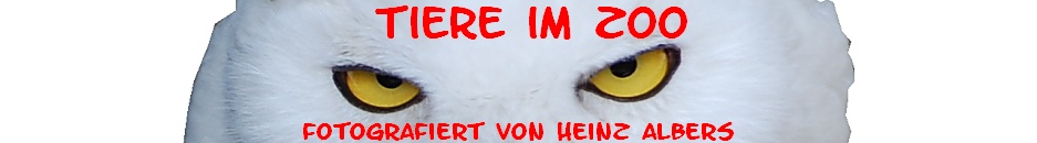 Tiere im Zoo. Fotos von Heinz Albers