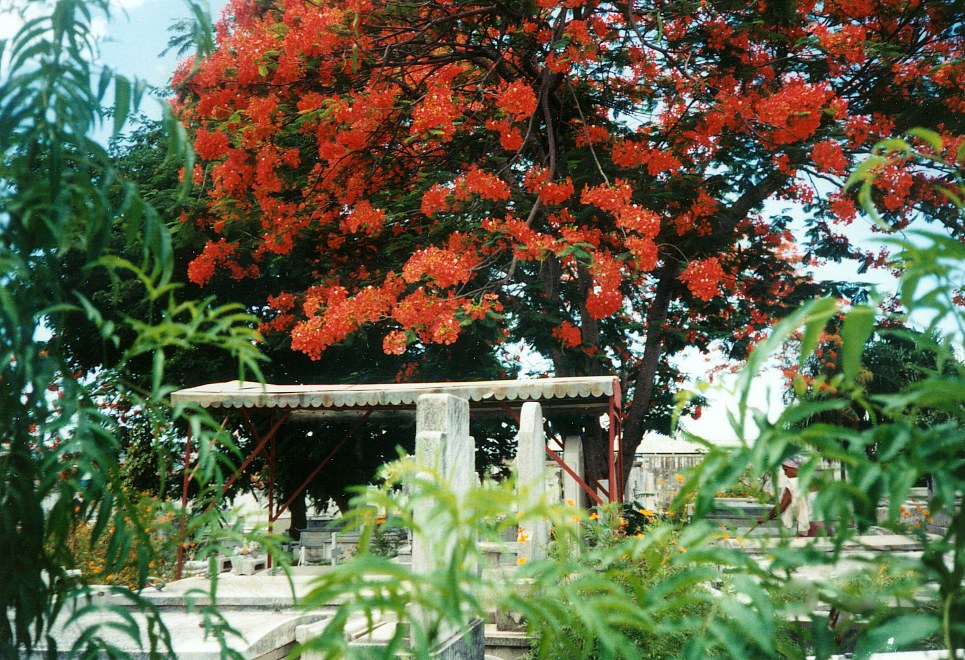 Flamboyant - Flammenbaum - Delonix regia